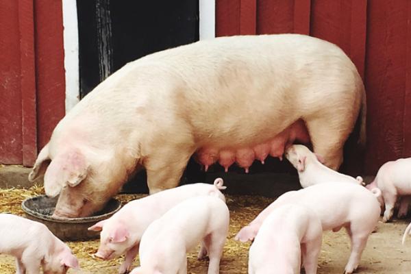 母猪正常一胎生几只，通常可产下10-14只幼仔