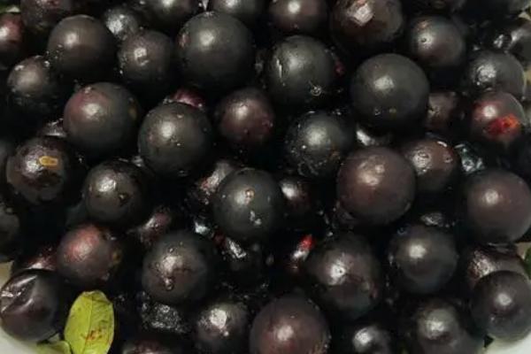树葡萄的保存时间，在常温环境中可存放3-5天