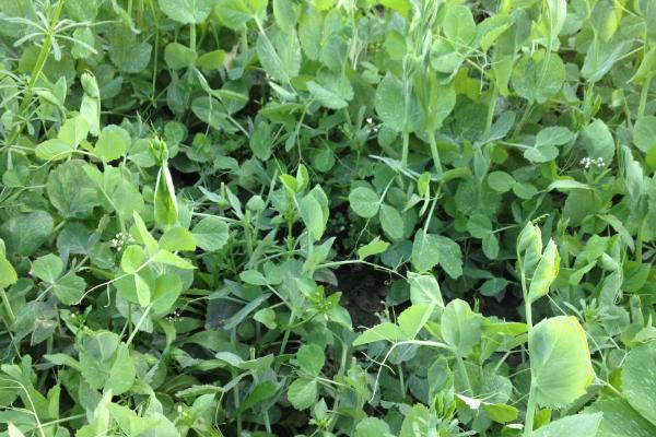 怎么种植豌豆，可进行单行或宽窄行穴播