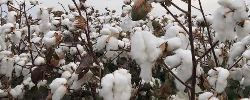 如何选择棉花品种，购买经过审定的品种更有保障