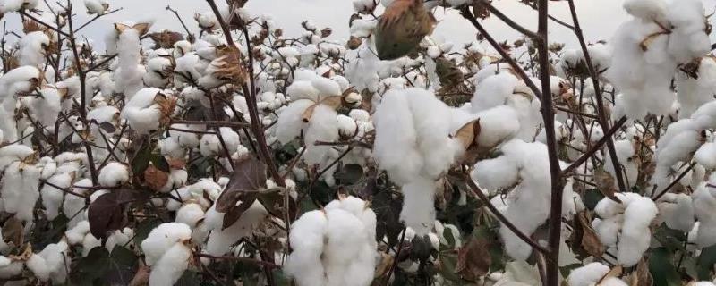 如何选择棉花品种，购买经过审定的品种更有保障