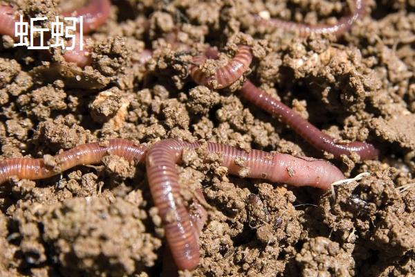 红虫和蚯蚓有什么区别，红虫身体鲜红呈蠕虫状