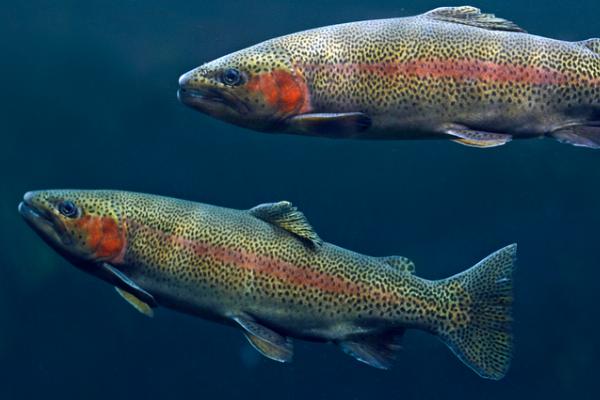 虹鳟鱼介绍，属于冷水性肉食鱼类