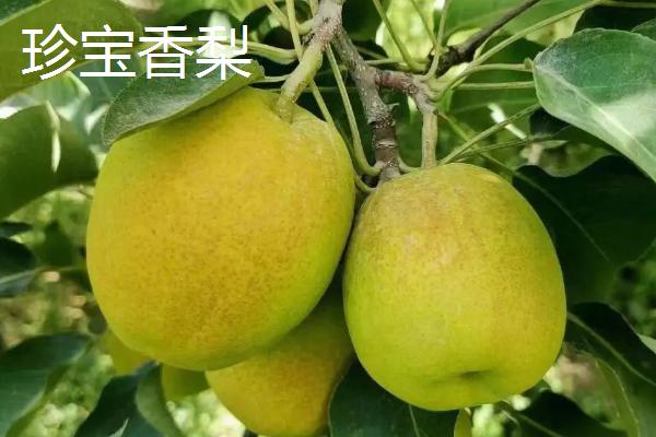 香梨的品种，不同品种的成熟时间不同