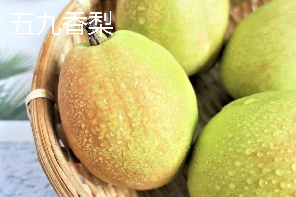 香梨的品种，不同品种的成熟时间不同