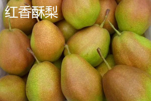 香梨的品种，不同品种的成熟时间不同