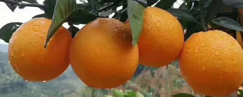 赣南脐橙几月份成熟，11月初便开始采摘