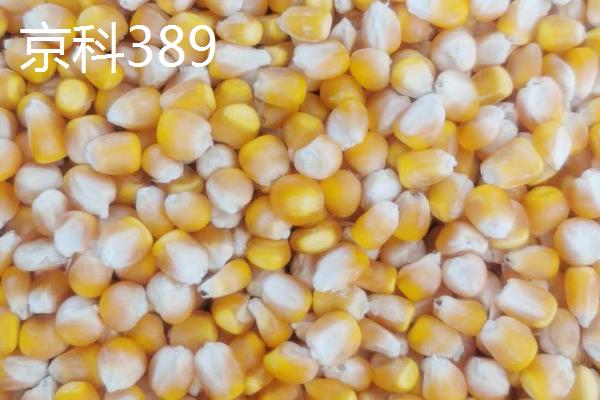 产量高、抗倒伏的玉米种子，东单6531具有较强的抗倒伏特性