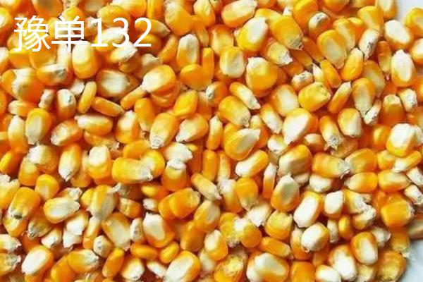 产量高、抗倒伏的玉米种子，东单6531具有较强的抗倒伏特性