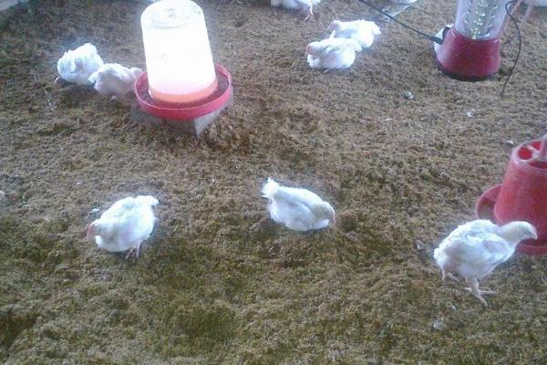 发酵床养鸡技术，鸡棚根据养殖需求来建设