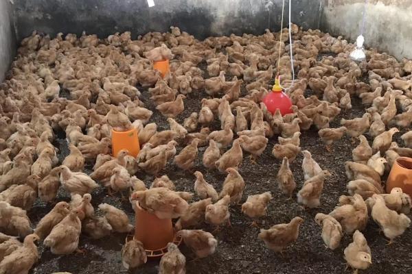 发酵床养鸡技术，鸡棚根据养殖需求来建设