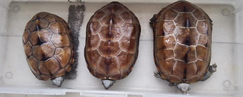 乌龟公母怎么区分，公龟尾巴细长、母龟尾巴短粗