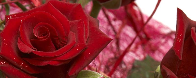 钻石玫瑰的花语是什么，花语是爱情的永恒与珍贵