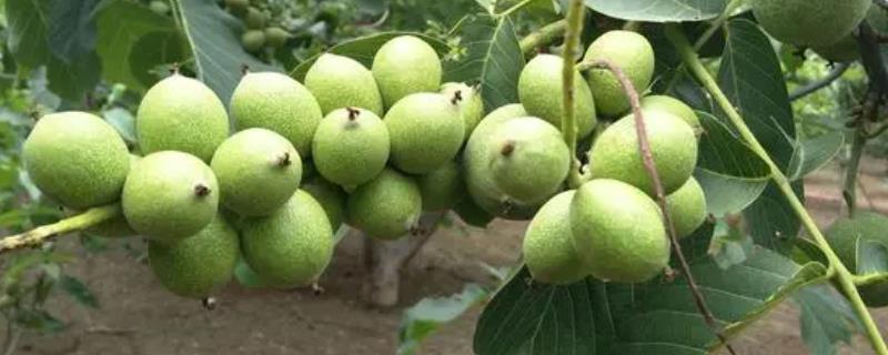 核桃树几年才能结果，实生苗需要5-10年