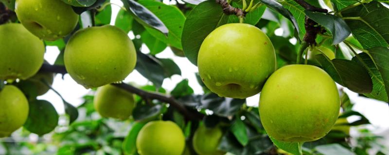 苹果梨的产地，多分布于东北、华北和西北
