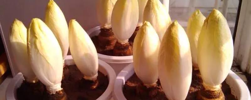 菊苣的种植方法，更适合在偏酸性的土壤中生长