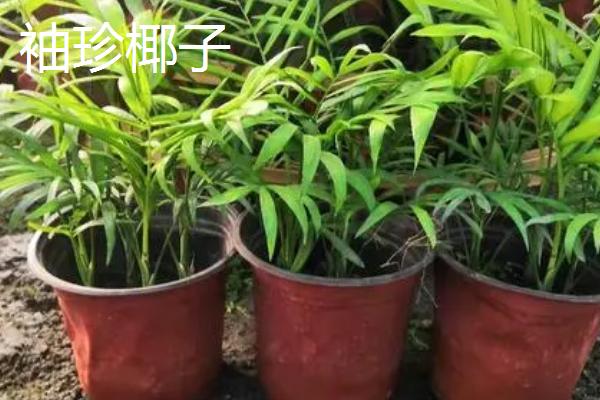 哪些室内植物比较耐阴，富贵竹是室内常见的观赏耐阴植物