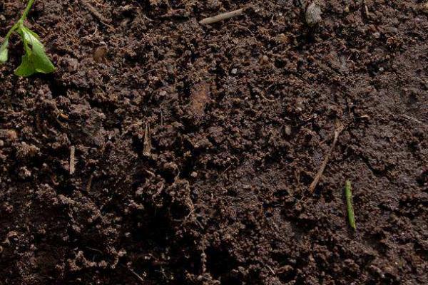 铁线蕨盆栽技术，选择肥沃的砂壤土