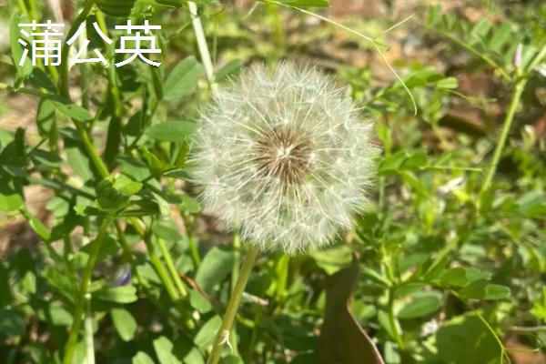 蒲公英与苦菜有什么区别，蒲公英的叶片呈倒卵状披针形