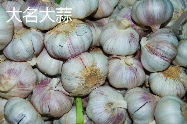 河北大名县的特产，大蒜种全国驰名