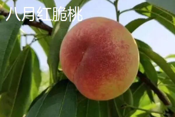 品质好的桃树苗品种，目前国内最好的品种是秋彤桃