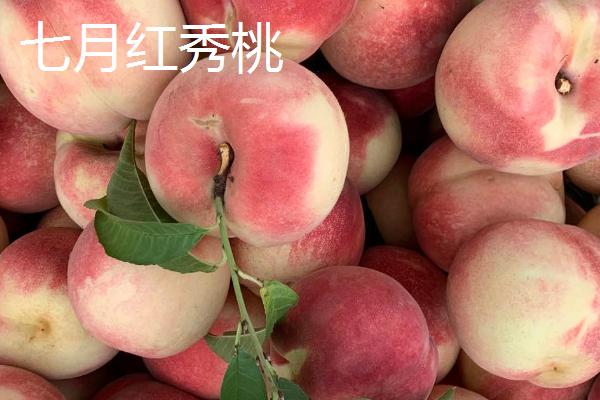 品质好的桃树苗品种，目前国内最好的品种是秋彤桃