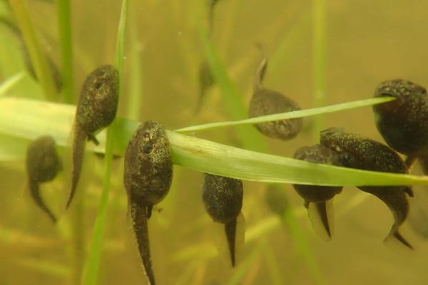 蝌蚪不能变成青蛙的原因，甲状腺激素是主要物质