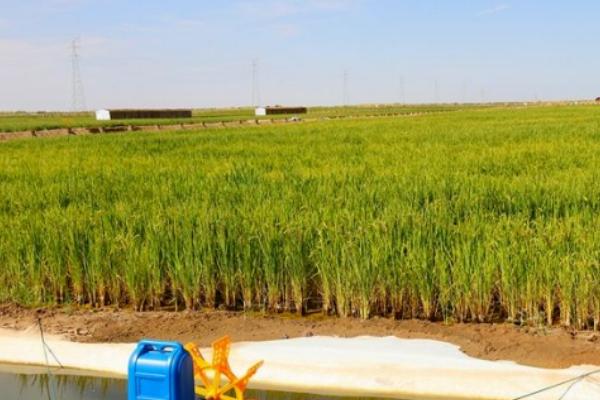 为什么海水稻不能大面积种植，淡水灌溉工程艰巨导致