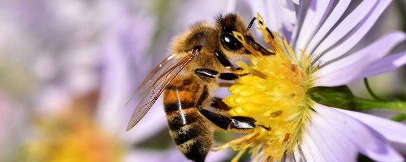 人头蜂与虎头蜂的性情，二者都属于凶猛的蜜蜂品种