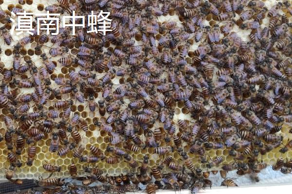 广东适合养什么中蜂，根据需求选择品种
