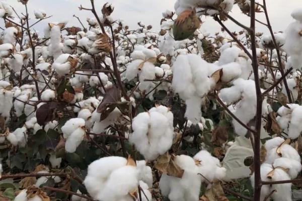 新疆胡杨河市的特产，盛产新疆长绒棉