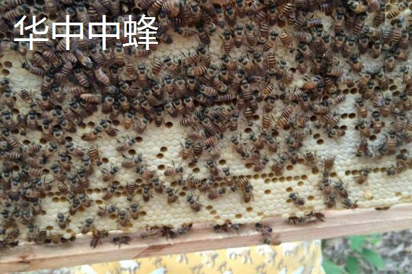 广东适合养什么中蜂，根据需求选择品种