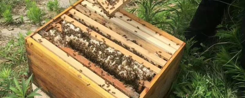 拆分蜂群的方法，可直接将原蜂箱中的部分蜂脾、蜜脾放入新蜂箱中