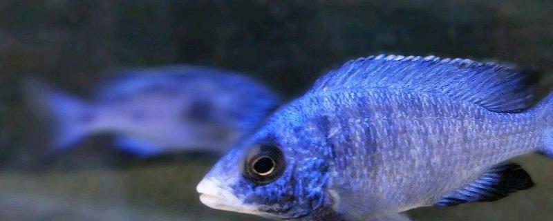 蓝宝石鱼繁殖方法，是卵生类的鱼类