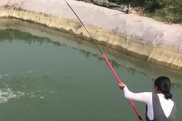 钓鲢鱼的技巧，钓点要选择溶氧量高的水域