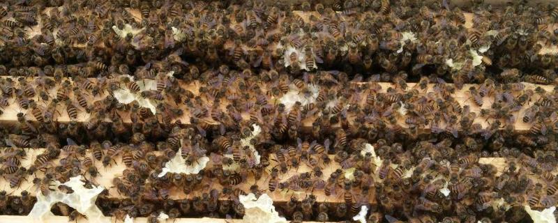 新手养蜂如何避免蜂群逃跑，使用无异味的蜂箱可让蜂群安定