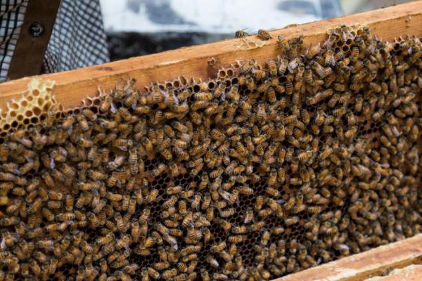 为什么蜜蜂会越养越少，失王会导致