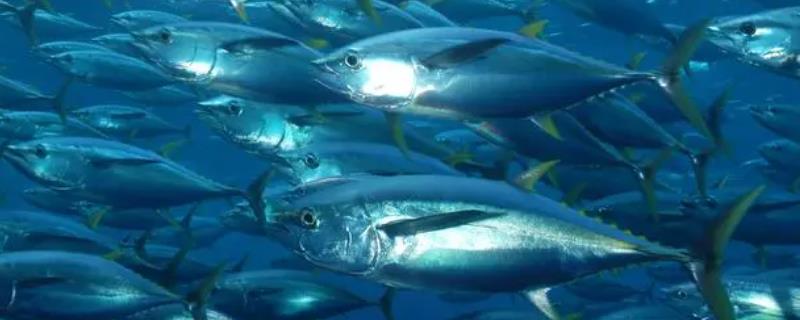 什么是金枪鱼，属于鲭形目、鲭科、金枪鱼族鱼类的统称