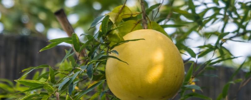 柚子防虫办法，农药防虫效率高
