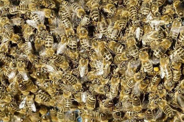 蜜蜂巢虫的防治方法，及时更换新脾
