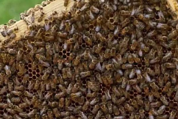 蜜蜂巢虫的防治方法，及时更换新脾