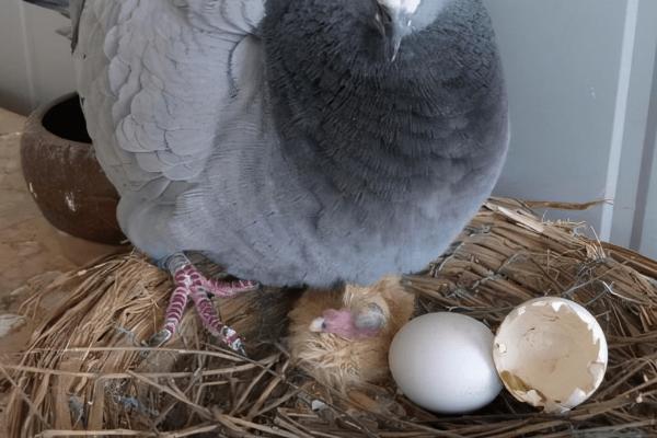 鸽子产蛋要在窝里垫什么，第一选择为稻草