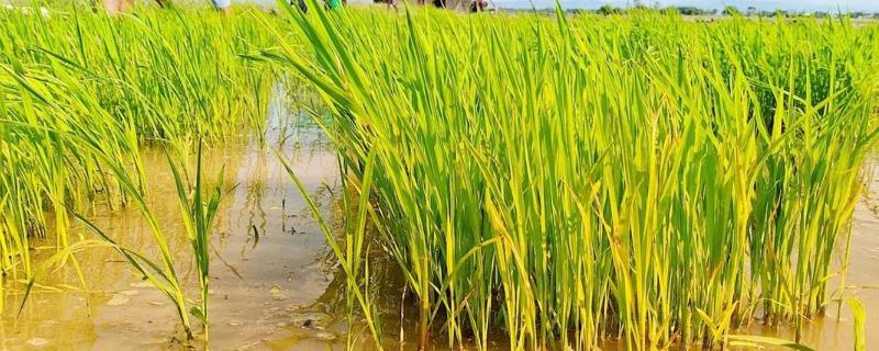 为什么海水稻不能大面积种植，淡水灌溉工程艰巨导致
