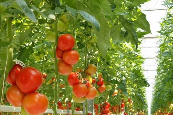 番茄的种植方法，品种不同种植时间不同