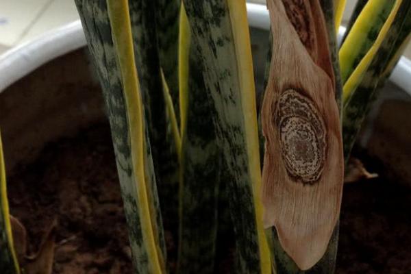 虎尾兰的种植技术，可分株繁殖也可扦插繁殖