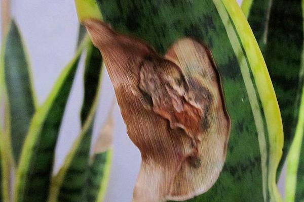 虎尾兰的种植技术，可分株繁殖也可扦插繁殖