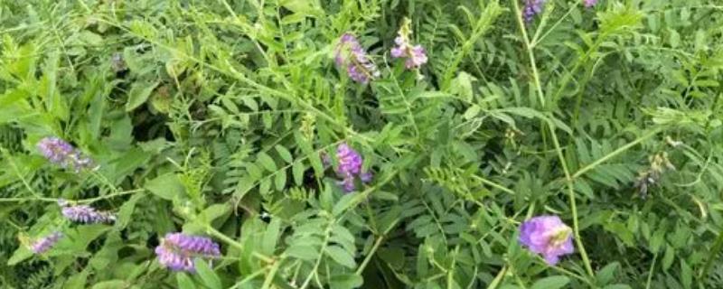 什么是山野豌豆，属于豆科、野豌豆属多年生草本植物