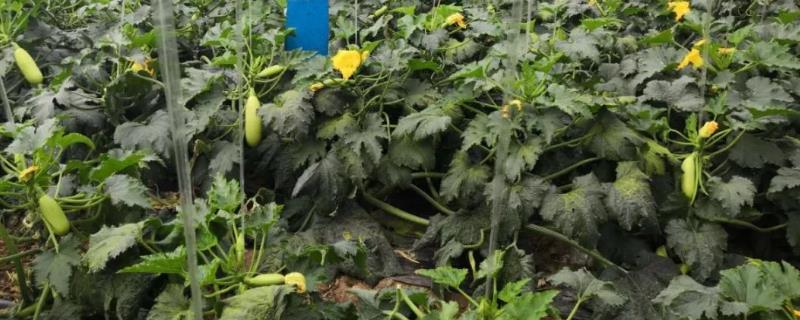 西葫芦的种植技术，一般于3月中旬定植