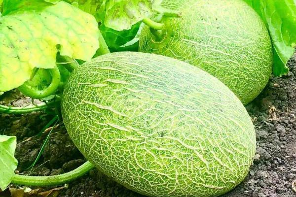 哈密瓜增产方法，整蔓摘心有助于促花保果、提高产量