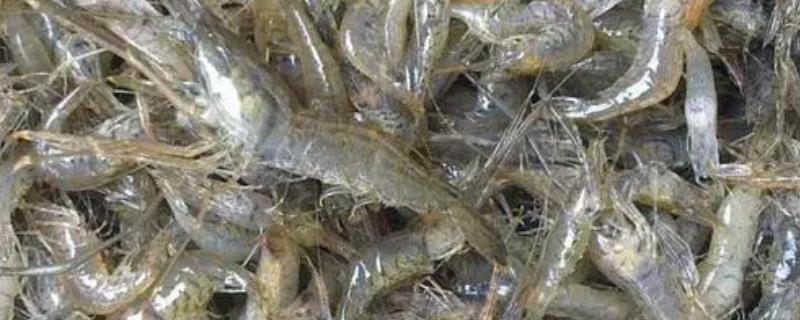 用自来水养河虾可以存活多久，一般可存活3-5小时